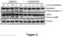 Fig. 04 - Combination Therapy for Treating Cancer