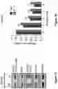 Fig. 28 - Combination Therapy for Treating Cancer