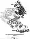 Fig. 11 - METHODS TO MANIPULATE ALPHA-FETOPROTEIN (AFP)