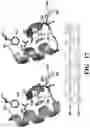 Fig. 17 - METHODS TO MANIPULATE ALPHA-FETOPROTEIN (AFP)