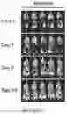 Fig. 08 - Drug delivery compositions and uses thereof