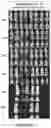 Fig. 26 - Drug delivery compositions and uses thereof