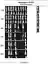 Fig. 34 - Drug delivery compositions and uses thereof