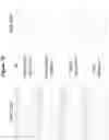 Fig. 03 - Monoclonal antibodies against HER2 epitope and methods of use thereof