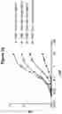 Fig. 05 - Monoclonal antibodies against HER2 epitope and methods of use thereof