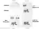 Fig. 02 - Methods of synthesizing heteromultimeric polypeptides in yeast using a haploid mating strategy