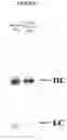 Fig. 03 - Methods of synthesizing heteromultimeric polypeptides in yeast using a haploid mating strategy