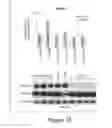 Fig. 05 - Lin28-mediated control of let-7 biogenesis