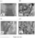 Fig. 05 - Plasticized terephthalate-based polyester blends containing fatty acids or esters thereof