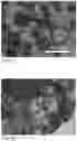 Fig. 06 - Reactive particles for coating technologies