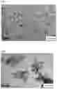 Fig. 02 - Water-based coating composition, and multi-layer coating film