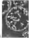 Fig. 04 - Organic-inorganic composite particles and manufacturing method therefor, and thermally conductive filler and thermally conductive resin composition and manufacturing method therefor
