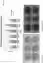 Fig. 10 - Utilization of Wastewater for Microalgal Cultivation