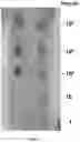 Fig. 05 - Compositions and methods for long-term in vitro culture of the syphilis spirochete