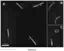 Fig. 06 - Compositions and methods for long-term in vitro culture of the syphilis spirochete