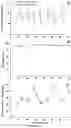 Fig. 13 - Compositions and methods for long-term in vitro culture of the syphilis spirochete