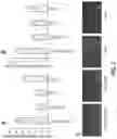 Fig. 03 - A MODIFIED CELL CULTURE MEDIUM AND USES THEREOF