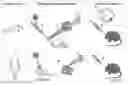 Fig. 01 - OPTOGENETICALLY TRANSFORMED PHOTORECEPTOR PRECURSOR CELLS FOR THE USE IN THE TREATMENT OF RETINAL DEGENERATIVE DISEASES