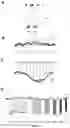 Fig. 07 - OPTOGENETICALLY TRANSFORMED PHOTORECEPTOR PRECURSOR CELLS FOR THE USE IN THE TREATMENT OF RETINAL DEGENERATIVE DISEASES