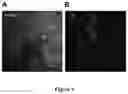 Fig. 10 - OPTOGENETICALLY TRANSFORMED PHOTORECEPTOR PRECURSOR CELLS FOR THE USE IN THE TREATMENT OF RETINAL DEGENERATIVE DISEASES
