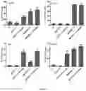 Fig. 09 - Gamma delta T cells and a method of augmenting the tumoricidal activity of the same
