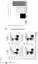 Fig. 09 - Natural killer cells
