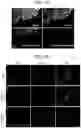 Fig. 08 - METHOD FOR PRODUCING MYOCARDIAL STEM CELL USED FOR TREATMENT AND/OR PREVENTION OF CARDIAC ARREST