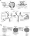 Fig. 01 - Methods and compositions for production of fallopian tube epithelium