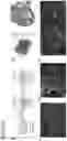 Fig. 07 - Methods and compositions for production of fallopian tube epithelium
