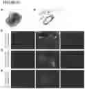 Fig. 20 - Methods and compositions for production of fallopian tube epithelium