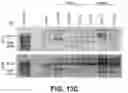 Fig. 24 - Systems and methods for producing stem cells and differentiated cells