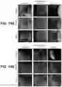 Fig. 35 - Systems and methods for producing stem cells and differentiated cells