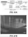 Fig. 43 - Systems and methods for producing stem cells and differentiated cells