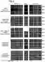 Fig. 04 - VIRUS STRAINS