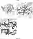 Fig. 06 - Reduced immunogenic proteins for lysosomal storage disorders