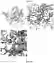 Fig. 08 - Reduced immunogenic proteins for lysosomal storage disorders
