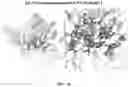 Fig. 09 - Reduced immunogenic proteins for lysosomal storage disorders