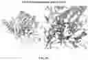 Fig. 11 - Reduced immunogenic proteins for lysosomal storage disorders