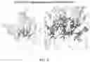 Fig. 13 - Reduced immunogenic proteins for lysosomal storage disorders