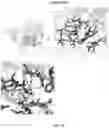 Fig. 14 - Reduced immunogenic proteins for lysosomal storage disorders