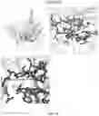Fig. 16 - Reduced immunogenic proteins for lysosomal storage disorders