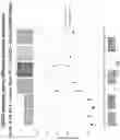 Fig. 121 - Methods for isolating microvesicles and extracting nucleic acids from biological samples