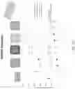 Fig. 129 - Methods for isolating microvesicles and extracting nucleic acids from biological samples