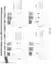 Fig. 147 - Methods for isolating microvesicles and extracting nucleic acids from biological samples