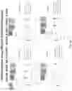 Fig. 152 - Methods for isolating microvesicles and extracting nucleic acids from biological samples