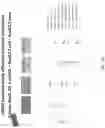 Fig. 155 - Methods for isolating microvesicles and extracting nucleic acids from biological samples
