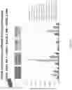 Fig. 156 - Methods for isolating microvesicles and extracting nucleic acids from biological samples