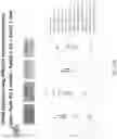 Fig. 157 - Methods for isolating microvesicles and extracting nucleic acids from biological samples