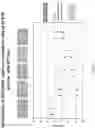 Fig. 168 - Methods for isolating microvesicles and extracting nucleic acids from biological samples
