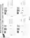 Fig. 176 - Methods for isolating microvesicles and extracting nucleic acids from biological samples